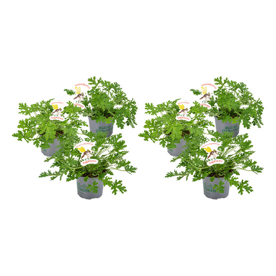 Lot de 6 - pelargonium graveolens - géranium citron - hauteur 15-30 cm - pot 10,5 cm