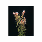 Plante aquatique : Rotala Indica en bouquet