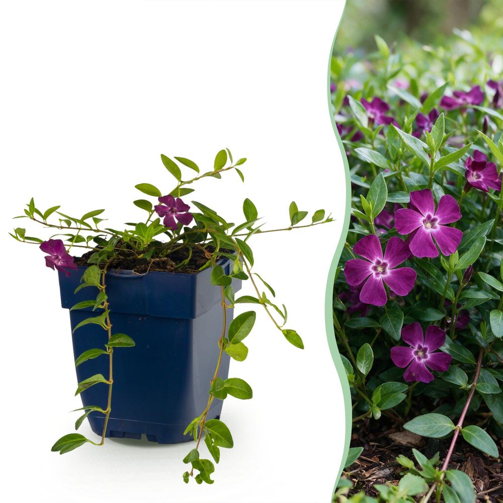 Petite pervenche atropurpurea - h 15-25 cm, pot ø11 cm