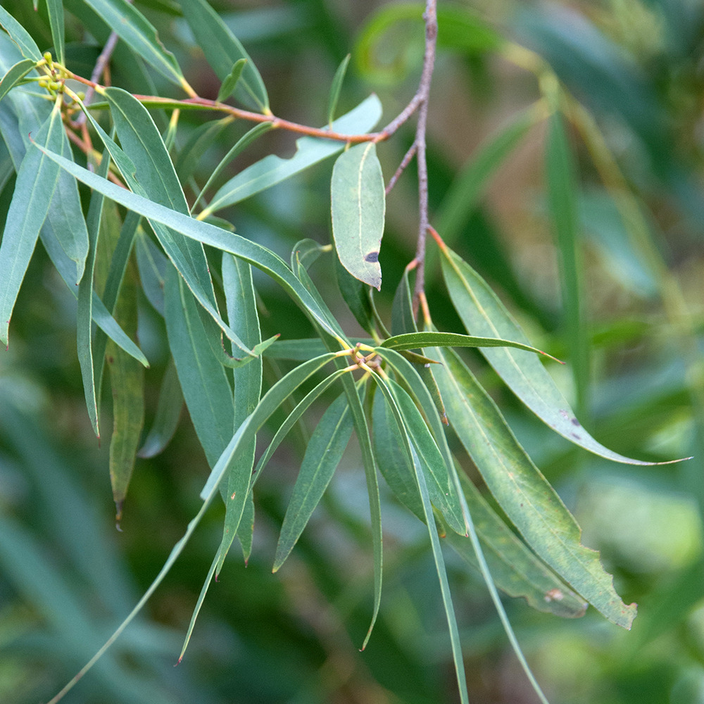 Eucalyptus approximans - mallee de barren mountain pot de 4l/5l, pot anti-chignon