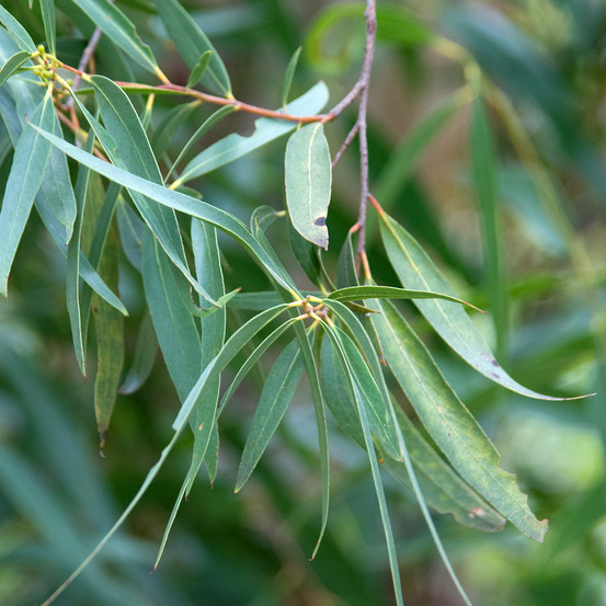 Eucalyptus approximans - mallee de barren mountain pot de 4l/5l, pot anti-chignon