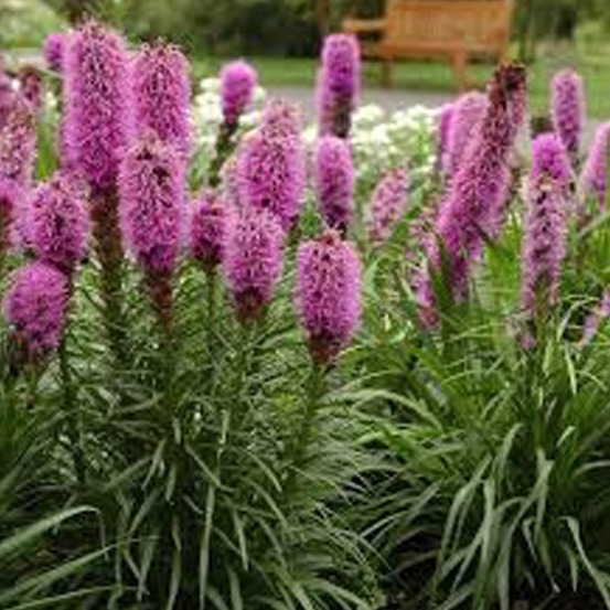 6 x liatride, plume du kansas - liatris spicata - godet 9cm x 9cm