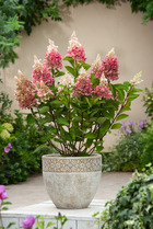 Hortensia 'pinky winky' - set de 4 - hydrangea - pot 19cm - hauteur 25-40cm