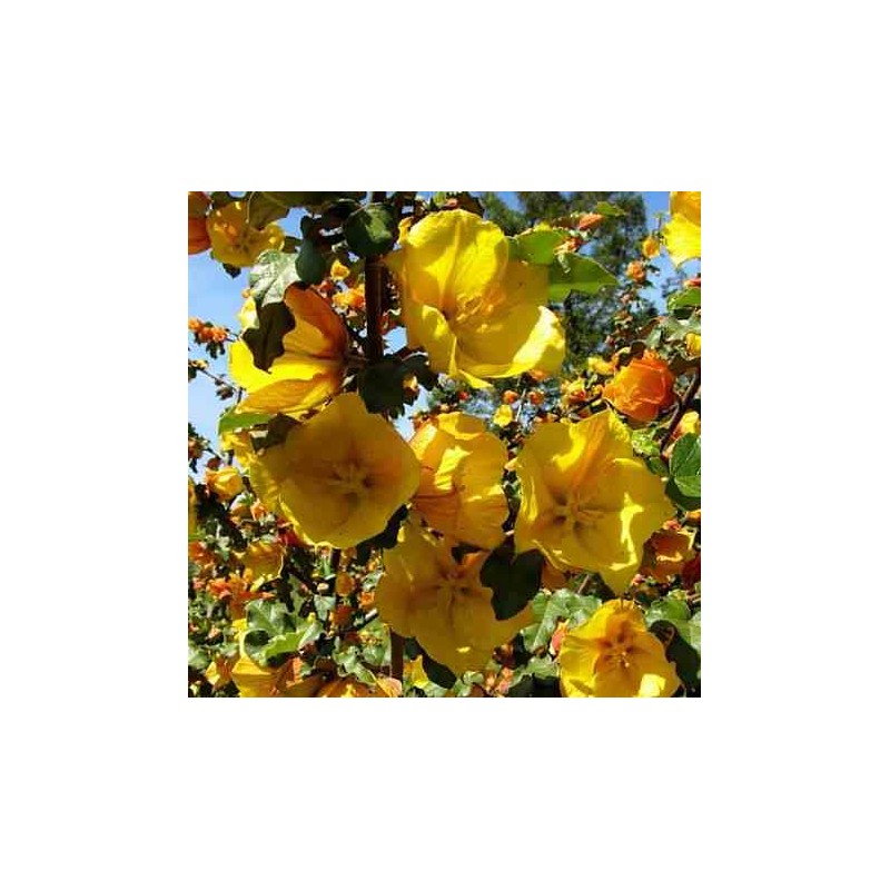 Fremontodendron californicum taille pot de 3 litres - 80/100 cm -   jaune