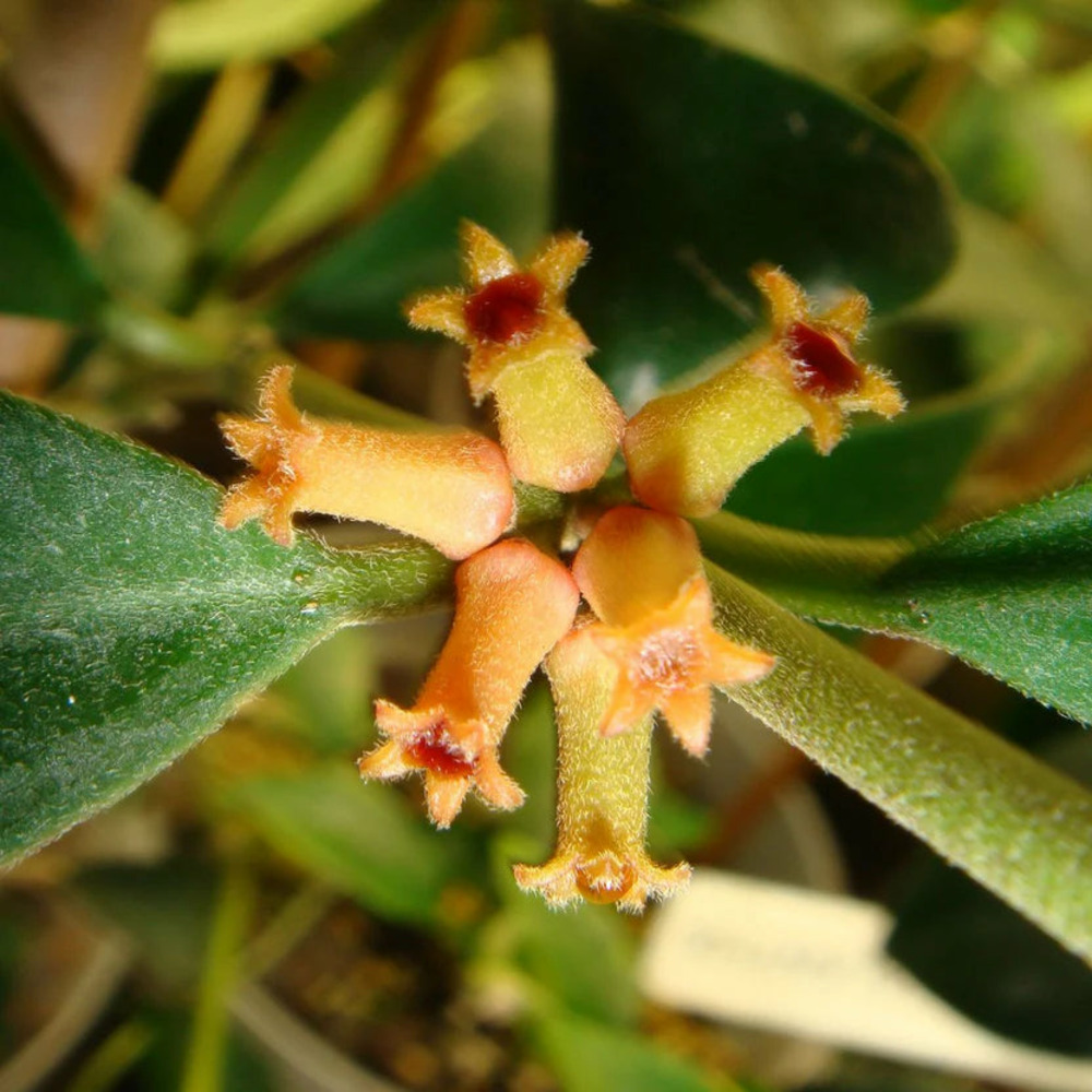 Hoya manipurensis - pot de 6cm