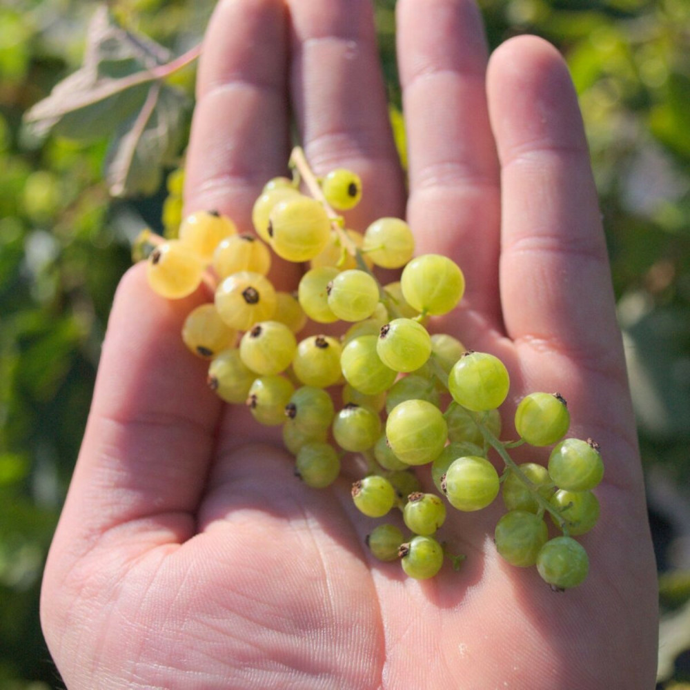 Groseillier à grappes versaillaise blanche pot de 1,5l - 20/50 cm