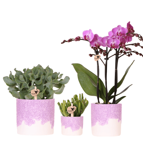 Orchidée phalaenopsis 'vienna' violette (phalaenopsis) - set avec plantes vertes et cache-pots décoratifs - plantes d'intérieur