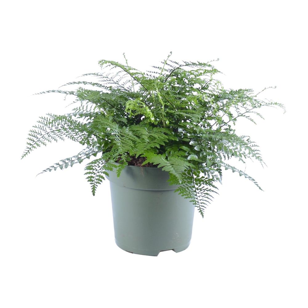 Asplenium parvati - ø27cm - ↕50cm - plantes d'intérieur