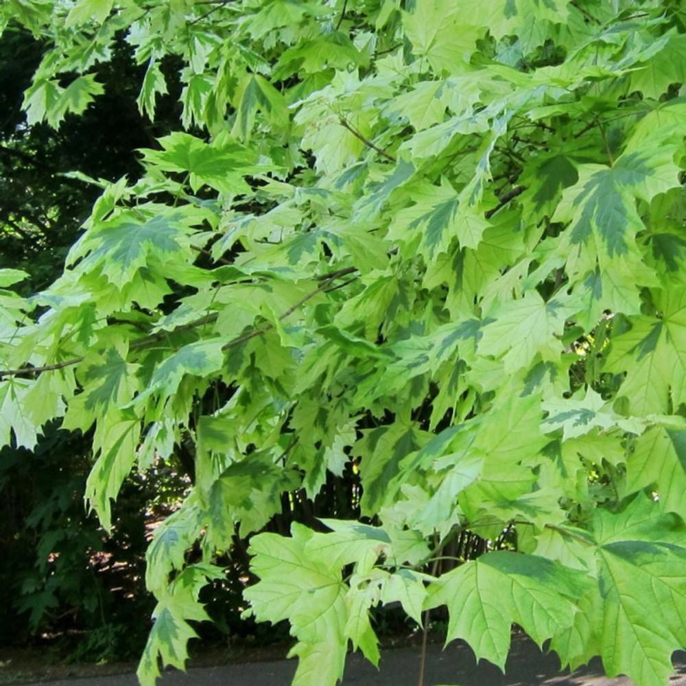 Érable plane drummondii, acer platanoides pot de 30l - tige 6/8