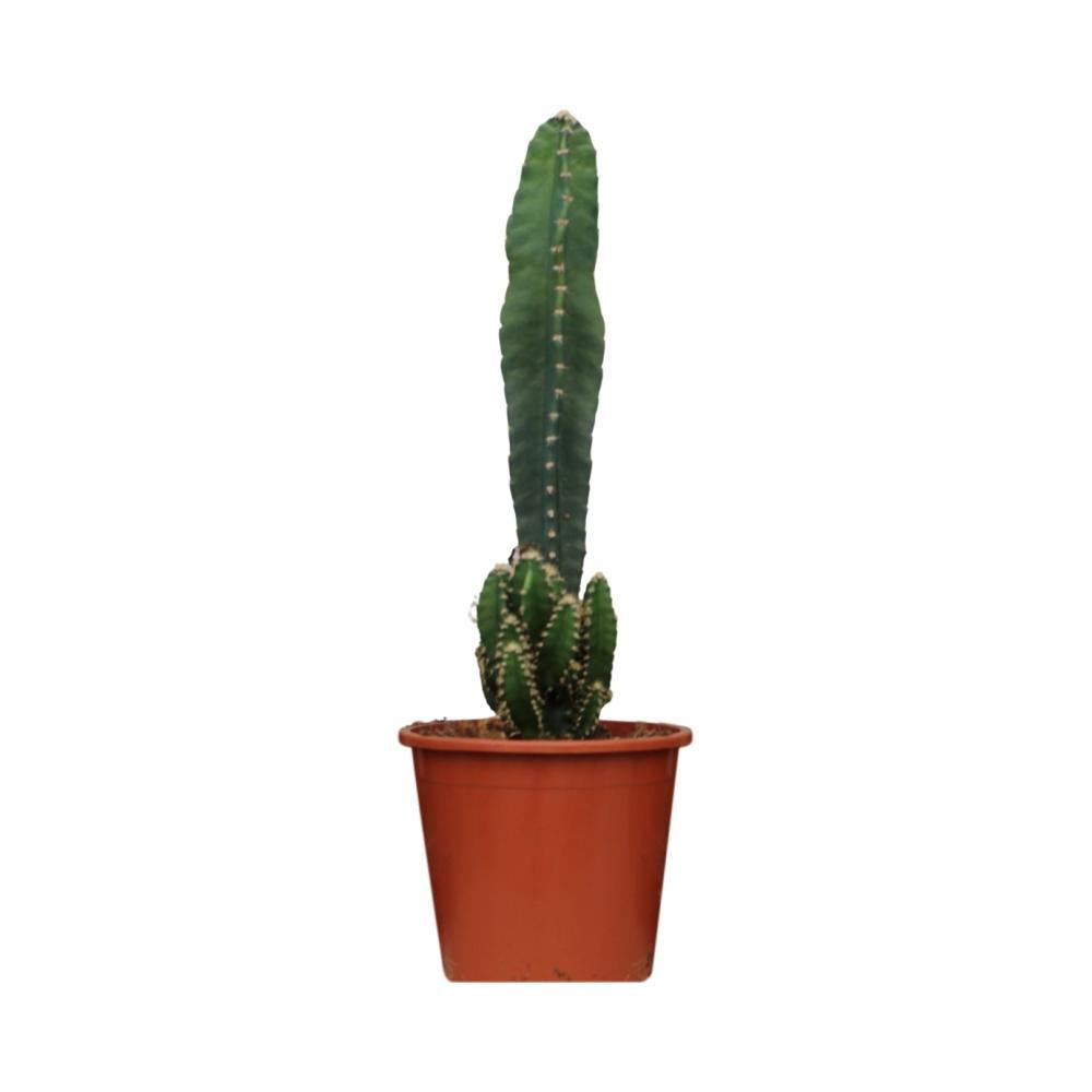 Cereus peruvianus florida h75cm - cactus d'intérieur
