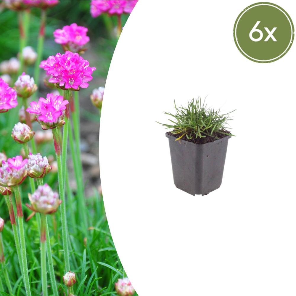 Lot de 12 - gazon d'espagne (armeria maritima) 'splendens'