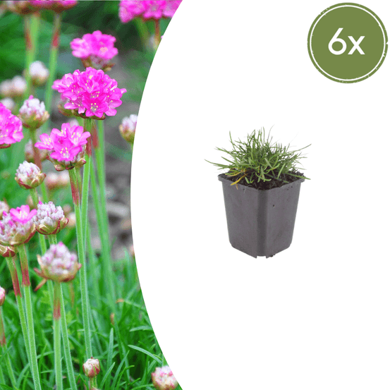Lot de 12 - gazon d'espagne (armeria maritima) 'splendens'