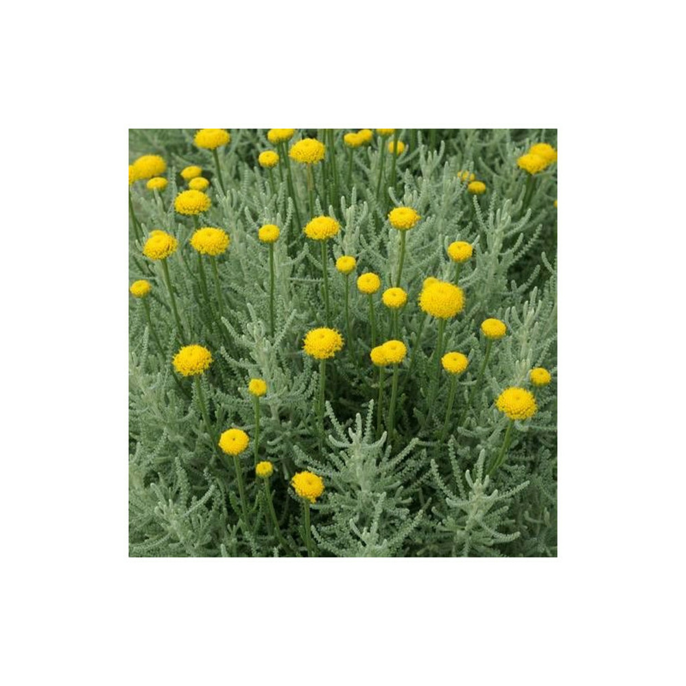 Santoline pinnata lot de 9 godets