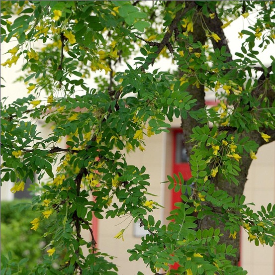 Acacia jaune, caraganier de sibérie pot de 2l/3l