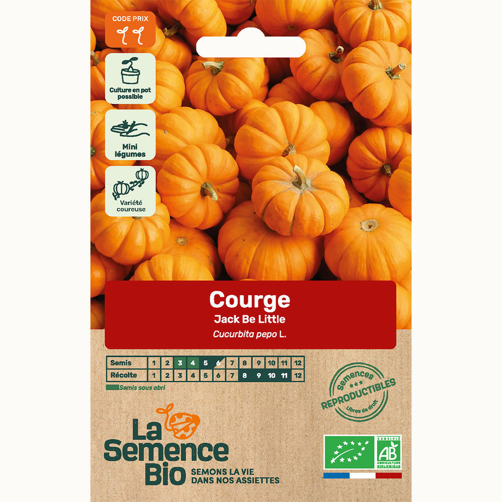 Courge jack be little - graines bio