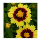 Coréopsis uptick™ yellow and red/coreopsis x uptick™ yellow and red[-]pot de 5l - 40/60 cm