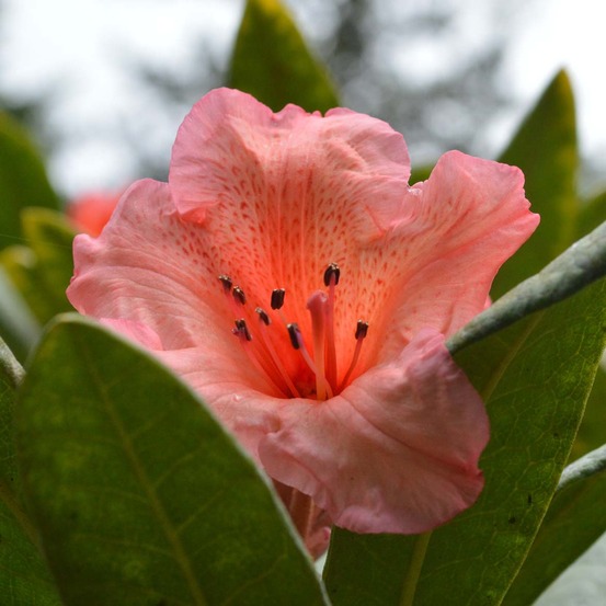 Rhododendron 'tortoiseshell orange' pot de 4l/5l