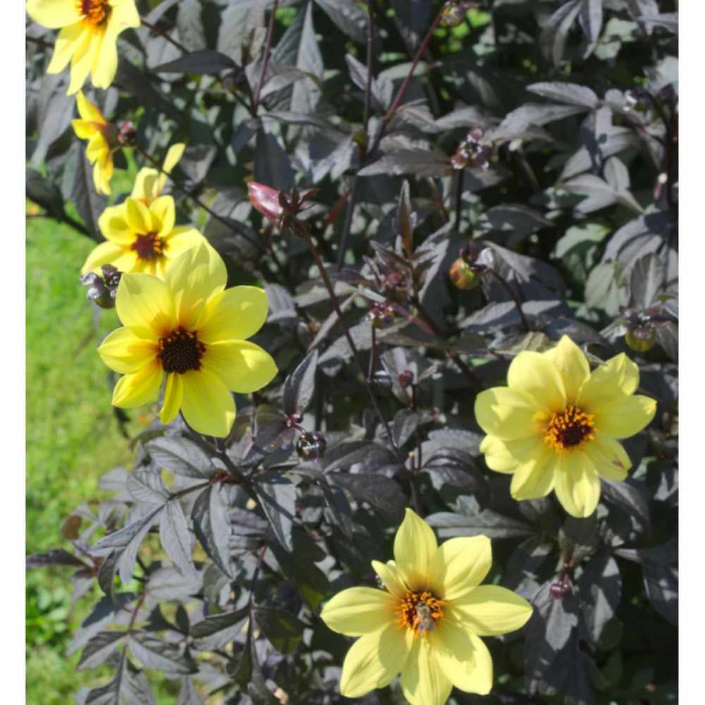 Bulbe de dahlia nain simple bright and black sachet de 1 bulbe