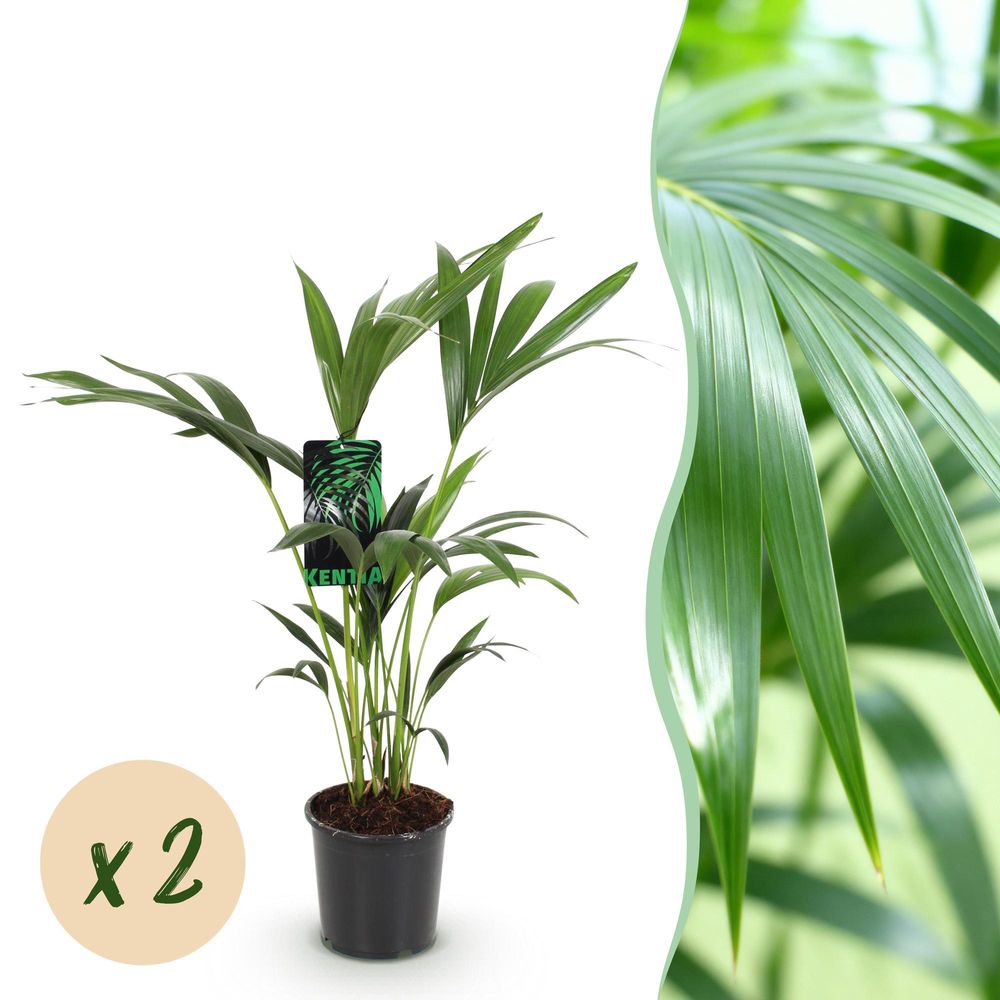 Palmier kentia - howea forsteriana - lot de 2 - ø17cm - ↕75cm - plante d’intérieur