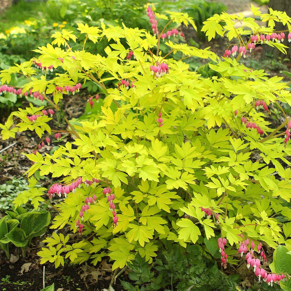 Coeur de marie 'gold heart' pot de 2l/3l