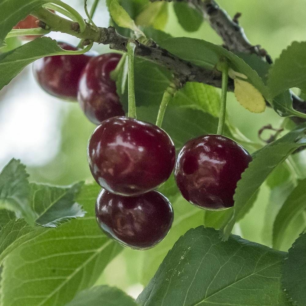 Cerisier bigarreau hâtif delbard® 'rivedel' pot de 15l - 1/2 tige