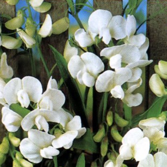 6 x pois vivace 'white pearl' - lathyrus latifolius 'white pearl' - godet 9cm x 9cm