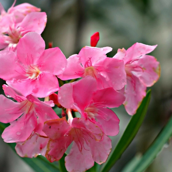 Laurier rose belle héléne pot de 7,5l - 60/80 cm