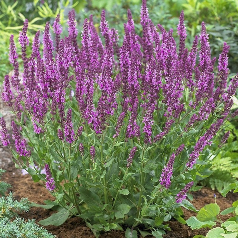 Sauge des bois 'sensation rose' godet de 8/9 cm