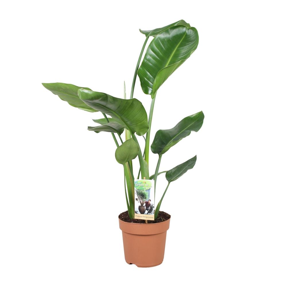 Strelitzia nicolai - ø17cm - ↕60cm - plantes d'intérieur