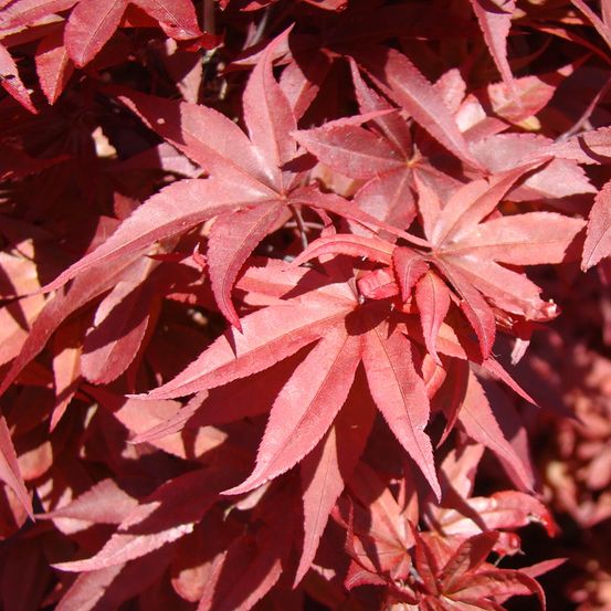Érable du japon 'twombly's red sentinel' coupe 7,5l / 10l