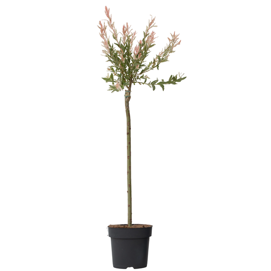 Saule crevette - salix integra 'flamingo' - hauteur 90-110cm - pot 19cm