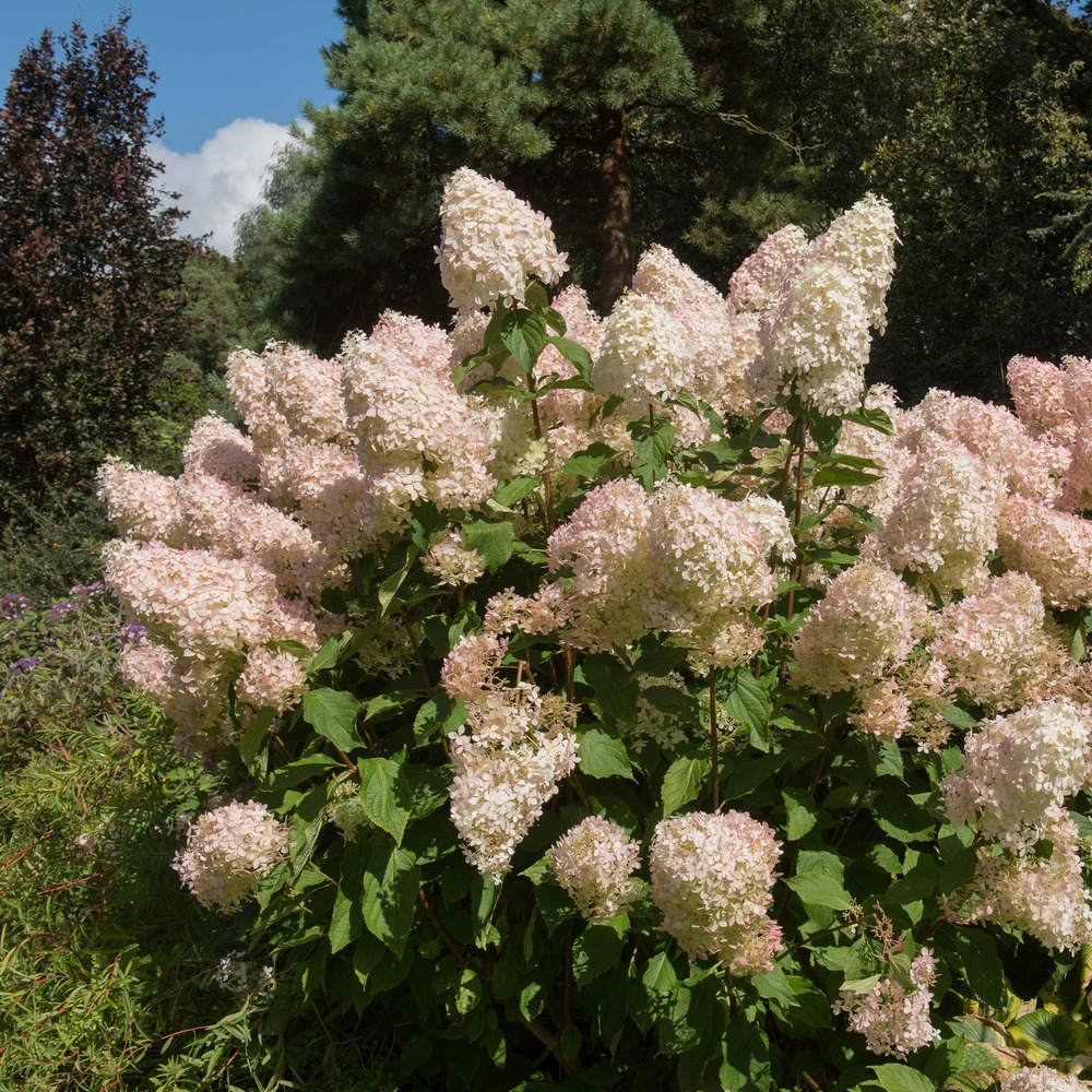 Hortensia paniculé phantom - le pot / 3l / hauteur livrée 30-40cm