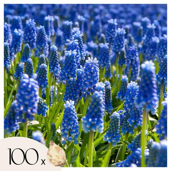 Muscari d'arménie - set de 100 - muscari armeniacum - bulbes à fleurs - bleu