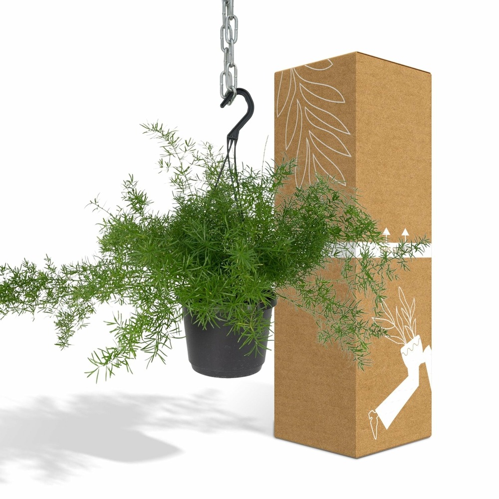 Asparagus sprengeri pendaison - h35 cm - ø17 cm