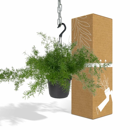 Asparagus sprengeri pendaison - h35 cm - ø17 cm