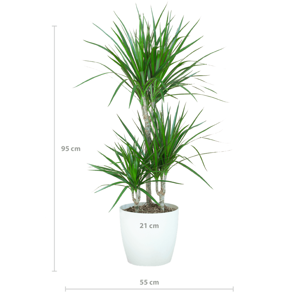Dracaena marginata