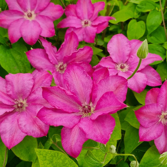 Clématite chibi® niida godet - 5/20 cm