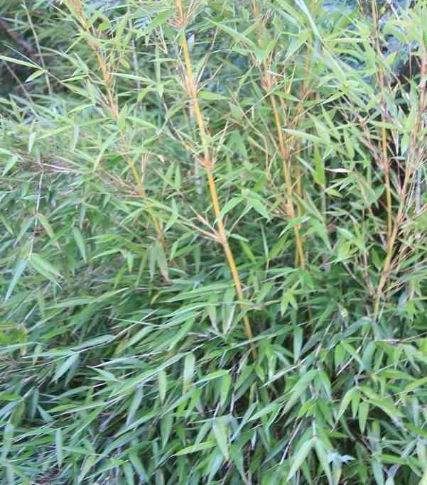 Fargesia denudata 'xian 2' (bambou non traçant) taille pot 10 litres - 100/150cm - 5/7 cannes