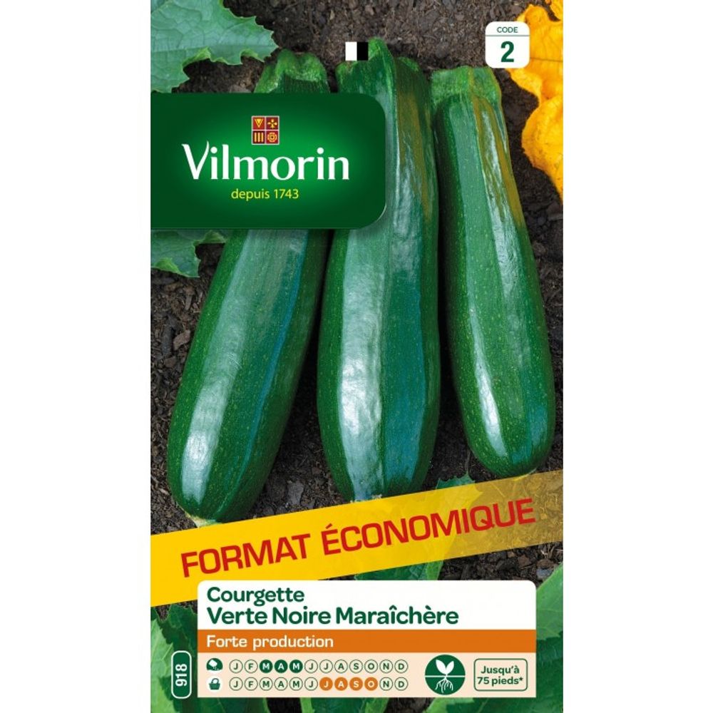 Courgette précoce maraîchère - grand modèle