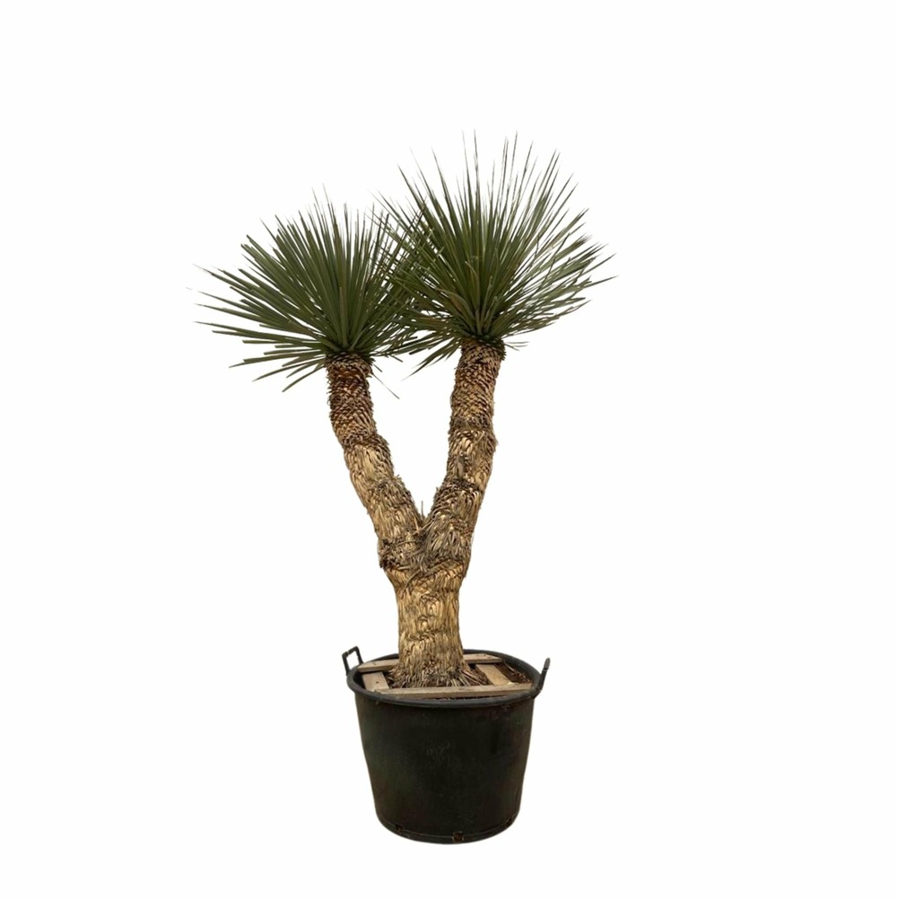 Yucca rostrata hidra - h200 cm - ø60 cm