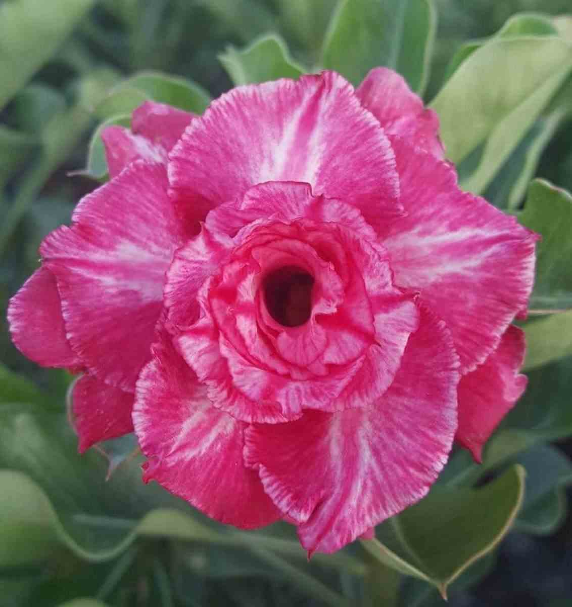 Adenium obesum cv.rung taveesap   rose - taille caudex d'environ 150g
