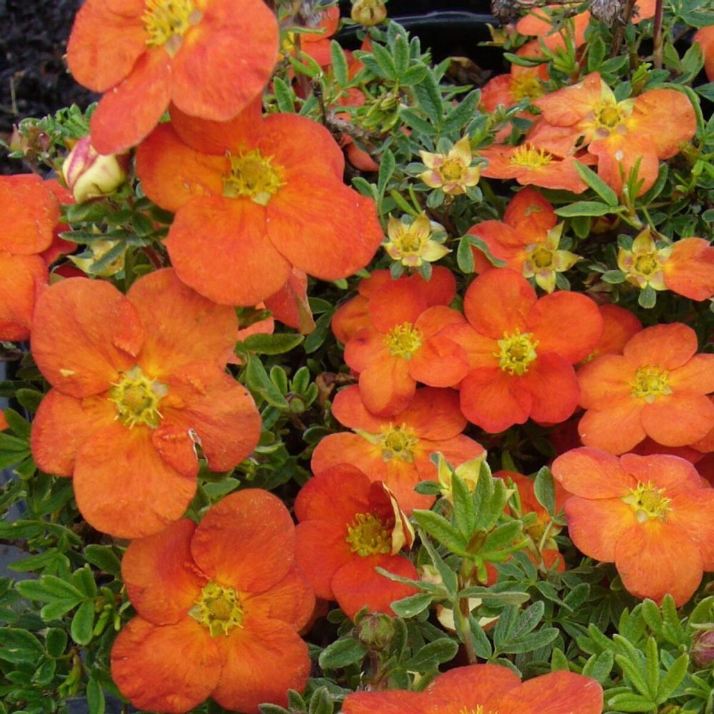 Potentille arbustive tangerine, potentilla pot de 3l - 40/60 cm