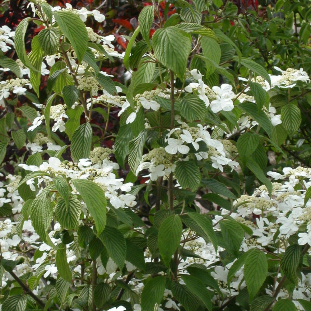 Viorne de chine watanabe, viburnum pot de 7,5l - 60/80 cm