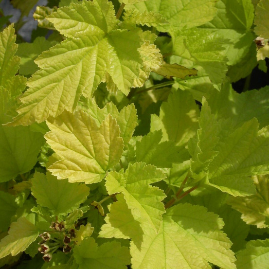 Physocarpus dart's gold, physocarpe pot de 4l - 20/40 cm