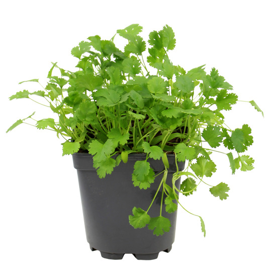 Plant de coriandre pot de 1l
