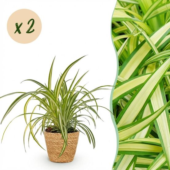 Chlorophytum comosum variegatum - pet-friendly - plante araignée - pot de 12cm - hauteur 20-30cm - plantes d'intérieur