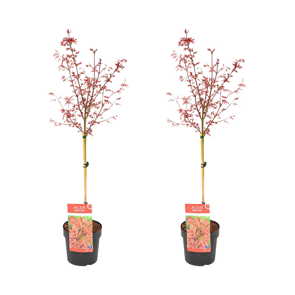 Lot de 2 - acer palmatum shaina - érable du japon sur tronc - h. 80-100 cm - p. 19 cm
