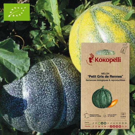 Melon petit gris de rennes- graines bio à semer