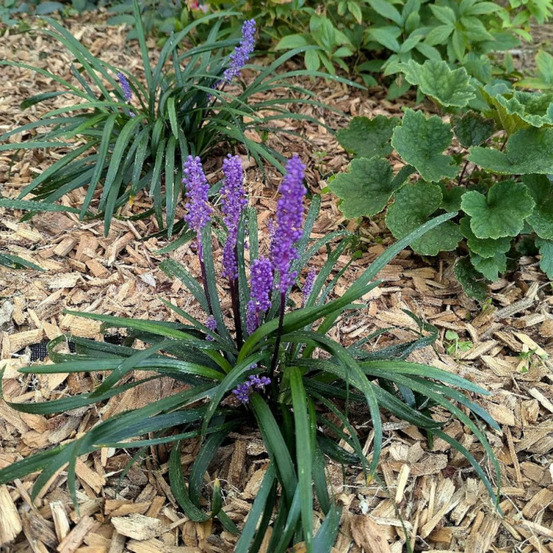 Liriope muscari lilac wonder godet - 5/20 cm