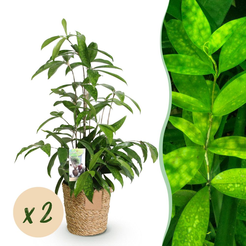 Dracaena surculosa - avec panier - lot de 2 - ø17cm - ↕70cm - plante d’intérieur